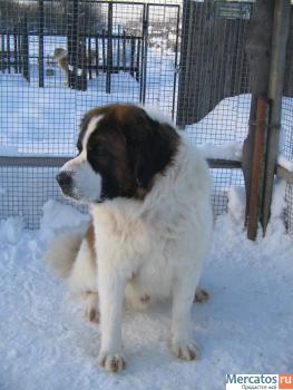 щенки московской сторожевой 6