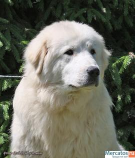 Мареммо-абруцкая овчарка