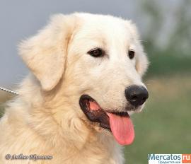 Мареммо-абруцкая овчарка 3