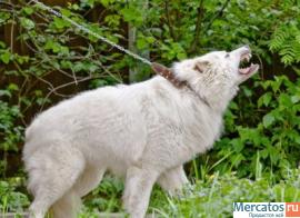 Мареммо-абруцкая овчарка 4