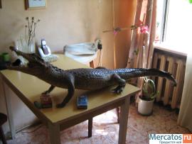 Крокодил чучело кубинский, длина 1м 35см 2