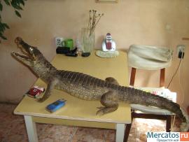 Крокодил чучело кубинский, длина 1м 35см 3