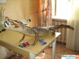 Крокодил чучело кубинский, длина 1м 35см 4