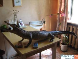Крокодил чучело кубинский, длина 1м 35см 5