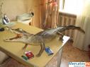 Крокодил чучело кубинский, длина 1м 35см