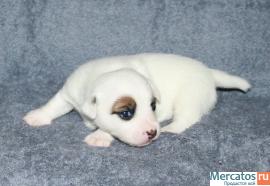 Отличные, клубные щенки Джек Рассел терьера