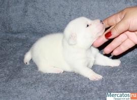 Отличные, клубные щенки Джек Рассел терьера 2