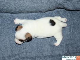 Отличные, клубные щенки Джек Рассел терьера 3