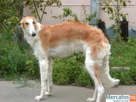 Русская Псовапя Борзая кобель 1 год из плем. питомника
