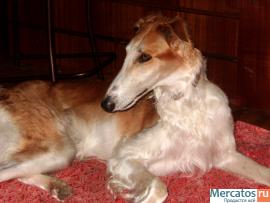 Русская Псовапя Борзая кобель 1 год из плем. питомника 2