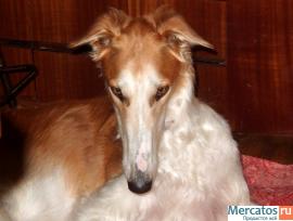 Русская Псовапя Борзая кобель 1 год из плем. питомника 3