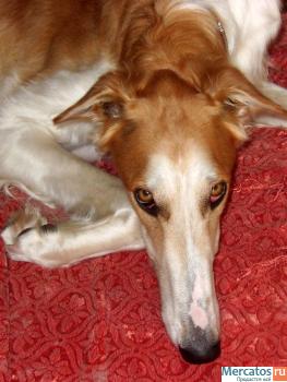 Русская Псовапя Борзая кобель 1 год из плем. питомника 4