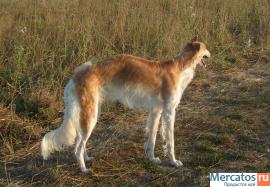 Русская Псовапя Борзая кобель 1 год из плем. питомника 5