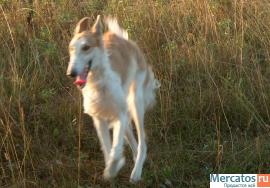Русская Псовапя Борзая кобель 1 год из плем. питомника 6