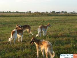 Русская Псовапя Борзая кобель 1 год из плем. питомника 7