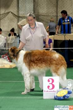 Русская Псовапя Борзая кобель 1 год из плем. питомника 8