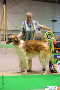 Русская Псовапя Борзая кобель 1 год из плем. питомника 9