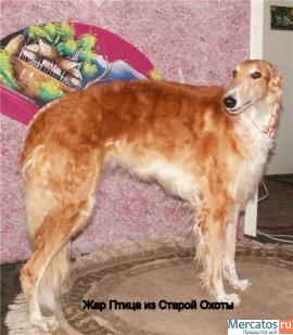 Русская Псовапя Борзая кобель 1 год из плем. питомника 10