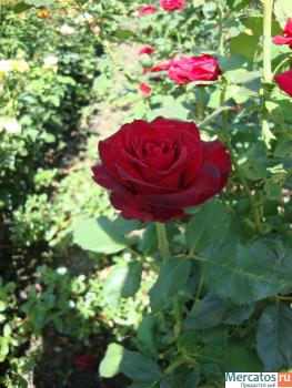 Продаю розы