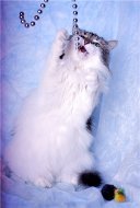 Муся - красивая элегантная кошечка! 3