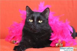 Величественная в дар! 2