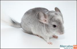 Шиншилла, девочка, 2 месяца.