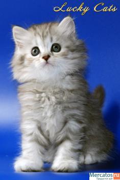 ОЧАРОВАТЕЛЬНАЯ КОШЕЧКА ХАЙЛЕНД СТРАЙТ