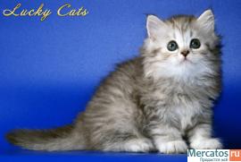 ОЧАРОВАТЕЛЬНАЯ КОШЕЧКА ХАЙЛЕНД СТРАЙТ 2