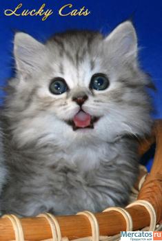 ОЧАРОВАТЕЛЬНАЯ КОШЕЧКА ХАЙЛЕНД СТРАЙТ 3