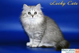 Прекрасная Шотландская кошечка серебристого окраса ВИСКАС