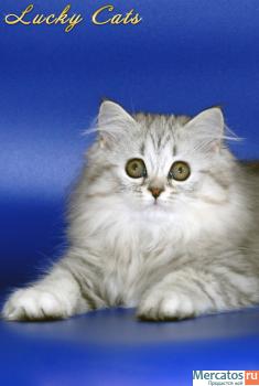 Прекрасная Шотландская кошечка серебристого окраса ВИСКАС 2