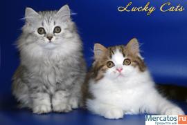 Прекрасная Шотландская кошечка серебристого окраса ВИСКАС 3