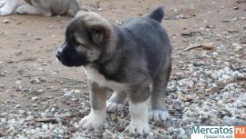 Щенки среднеазиатской овчарки ( алабая)