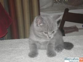 Британские котята