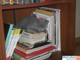 Британские котята 2