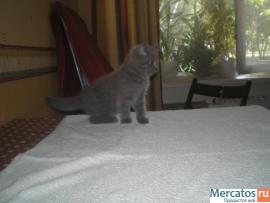 Британские котята 3