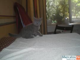Британские котята 4