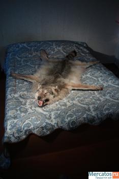 Продаётся шкура волка