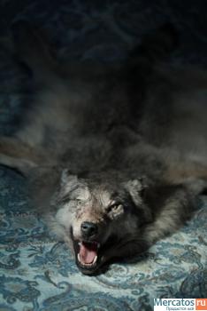 Продаётся шкура волка 3