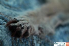 Продаётся шкура волка 4