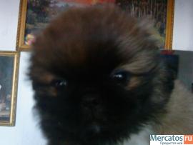 продаю пекинеса