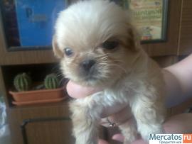 продаю пекинеса 2