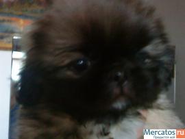 продаю пекинеса 3