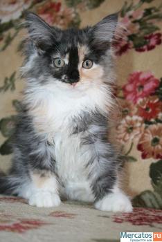 Котята породы Мейн-кун ( Мейн кун , Maine Coon , mein coon)