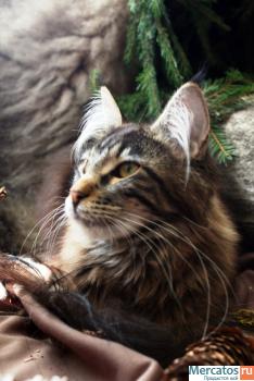 Котята породы Мейн-кун ( Мейн кун , Maine Coon , mein coon) 2