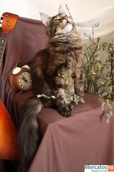 Котята породы Мейн-кун ( Мейн кун , Maine Coon , mein coon) 3