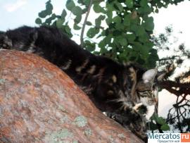 Котята породы Мейн-кун ( Мейн кун , Maine Coon , mein coon) 4