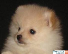 Продаются щенки шпица