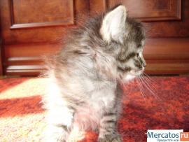 Отдам бесплатно котят в хорошие руки 3