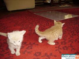 Отдам бесплатно котят в хорошие руки 4